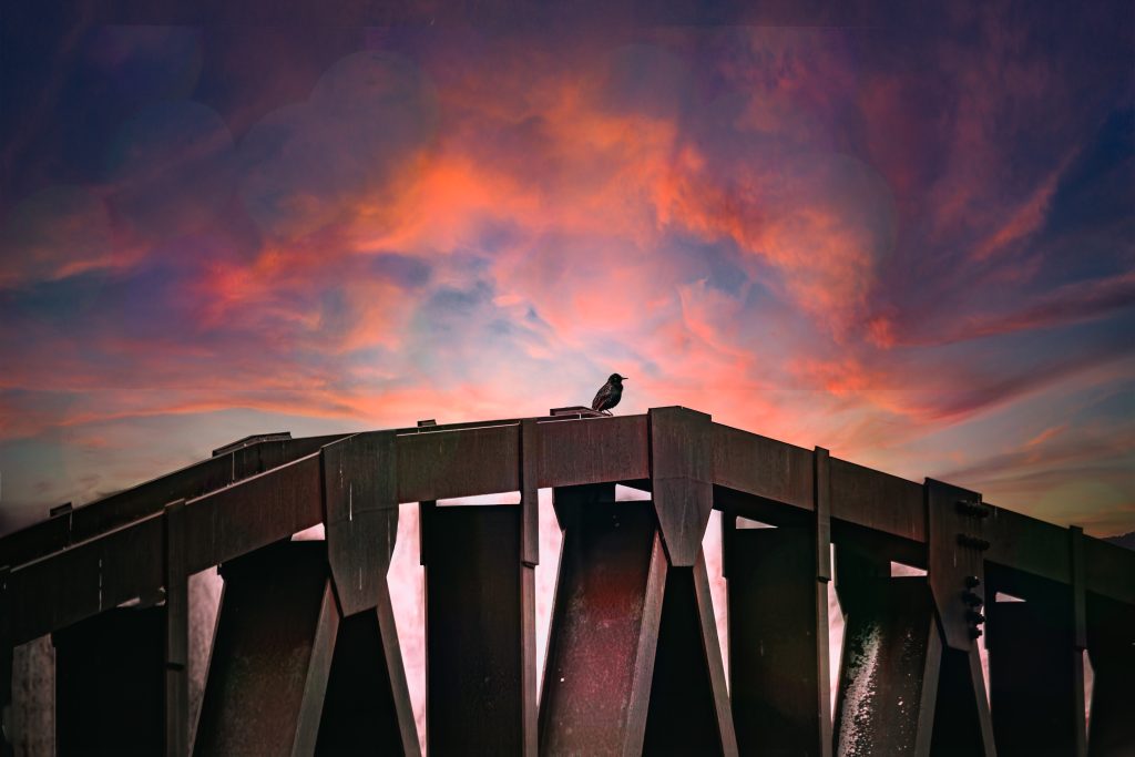 Bird on Bridge