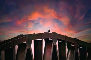 Bird on Bridge