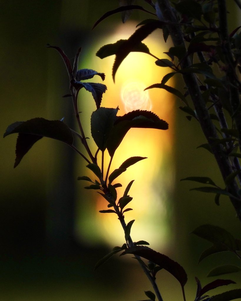 The Glow of Spring