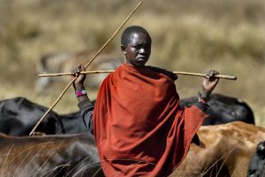 Young Masai Herdsman