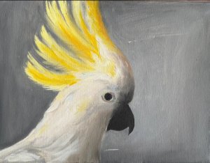 Sulphur-crested Cockatoo