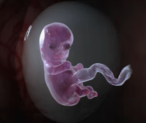 EMBRYO / CLINIC (3D Animation, Short Film)